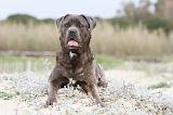 CANE CORSO 557